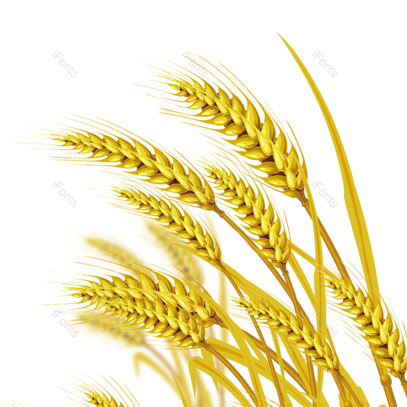 芒种图片,小满元素,秋天PNG,丰收免抠素材